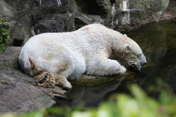 Verträumter Eisbär