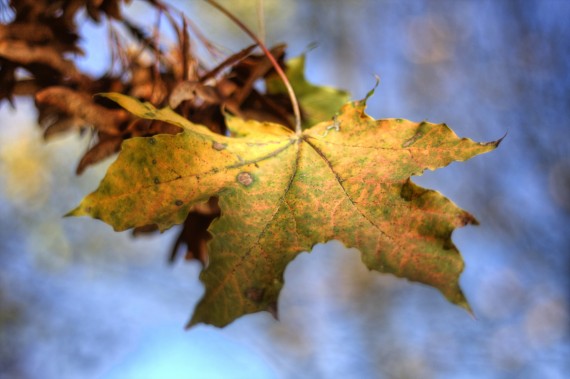 Herbst