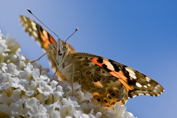 Schmetterling