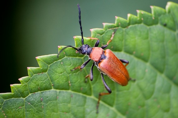 Rothalbock auf grünem Blatt