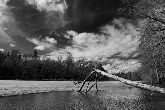 Baum im Wasser