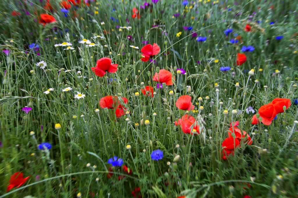 Blumenwiese