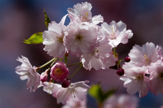 Kirschblüten