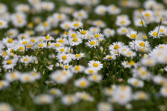 Blumenwiese