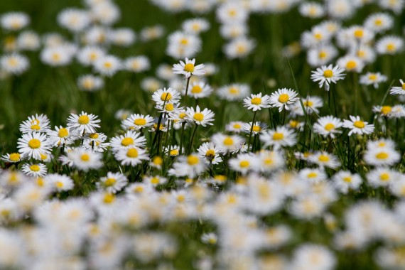 Gänseblümchen