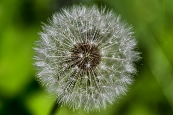 Pusteblume