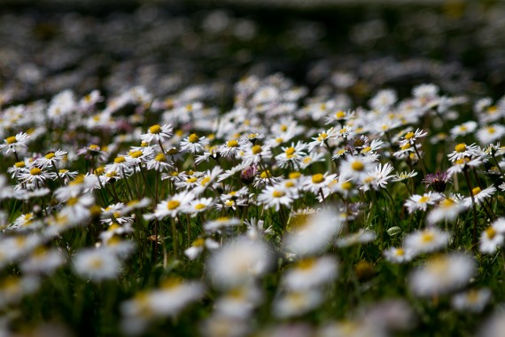 Blümchen ohne Ende