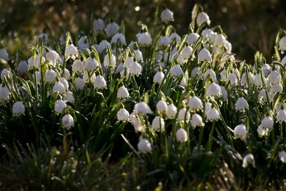 Frühlings-Knotenblume