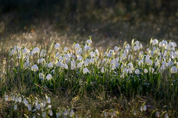 Wunderschönes Licht