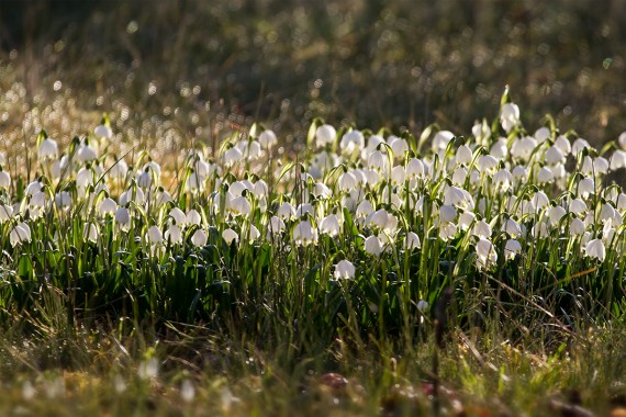 Leuchtende Blüten