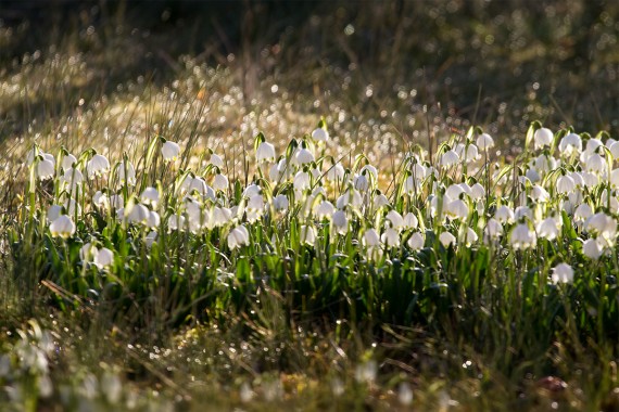 Die Sonne lässt die Wassertropfen leuchten