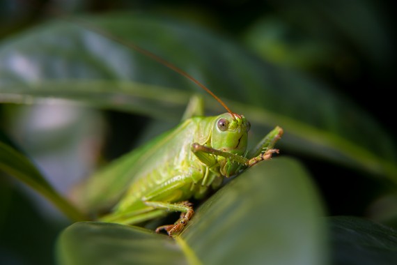 Antenne ausgefahren