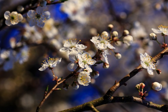 Kirschblüten in der Abendsonne