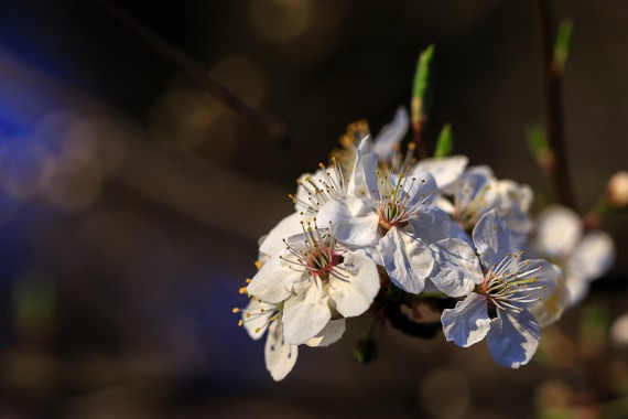 Frühling