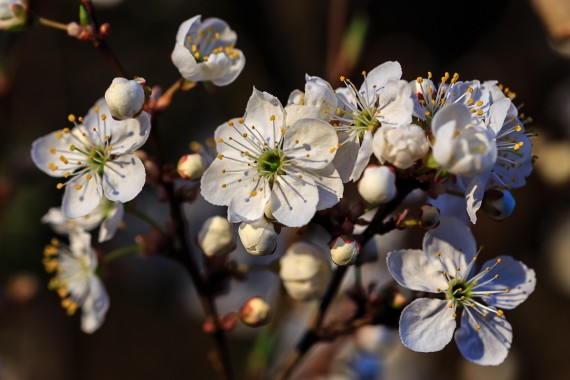 Strahlende Kirschblüte