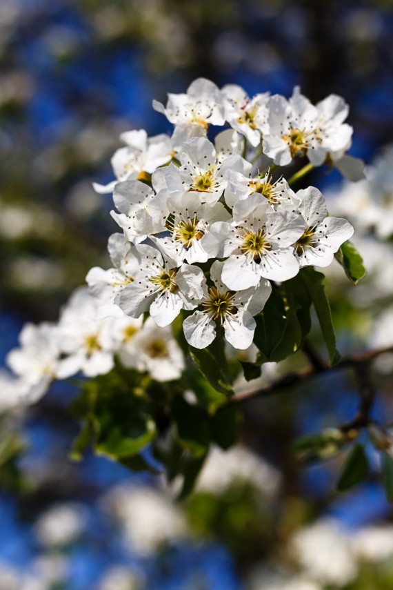 Weiße Blüten