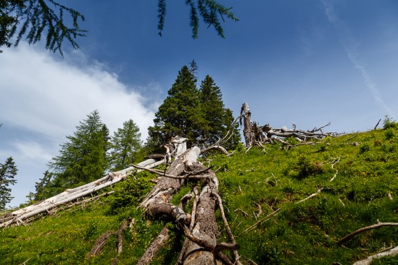 Umgestürzter Baum