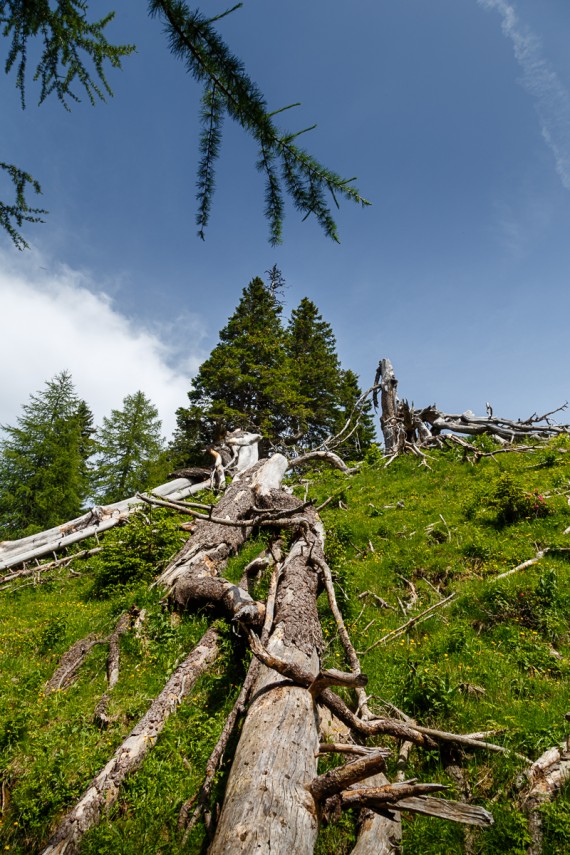 Baumfriedhof