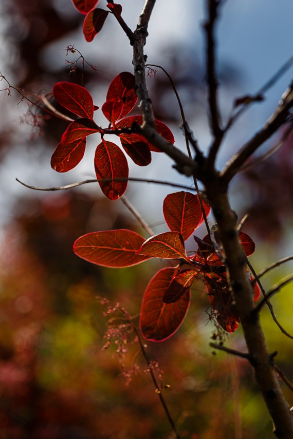 Rote Blätter